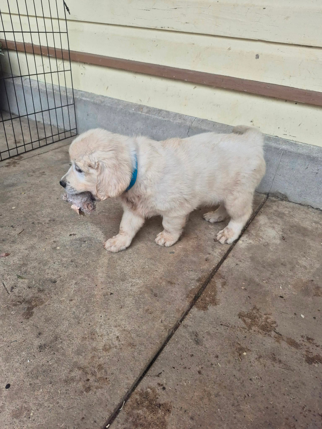 ENGLISH CREAM GOLDEN RETRIEVERS
