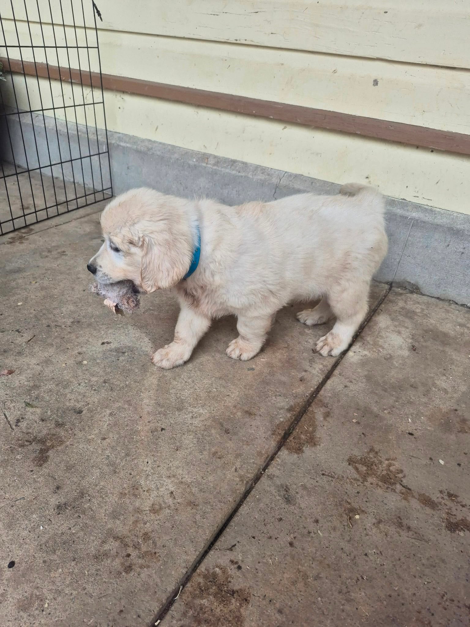 ENGLISH CREAM GOLDEN RETRIEVERS