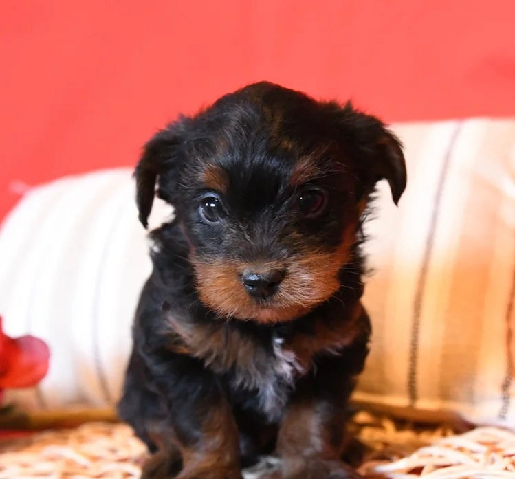 YORKIEPOO MALE