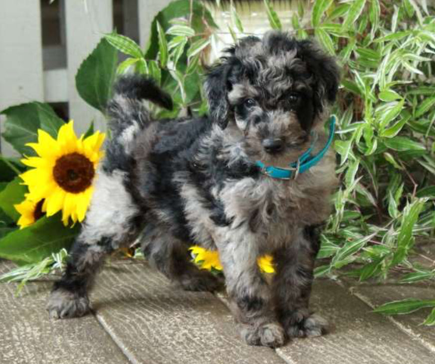 Goldendoodle MALE