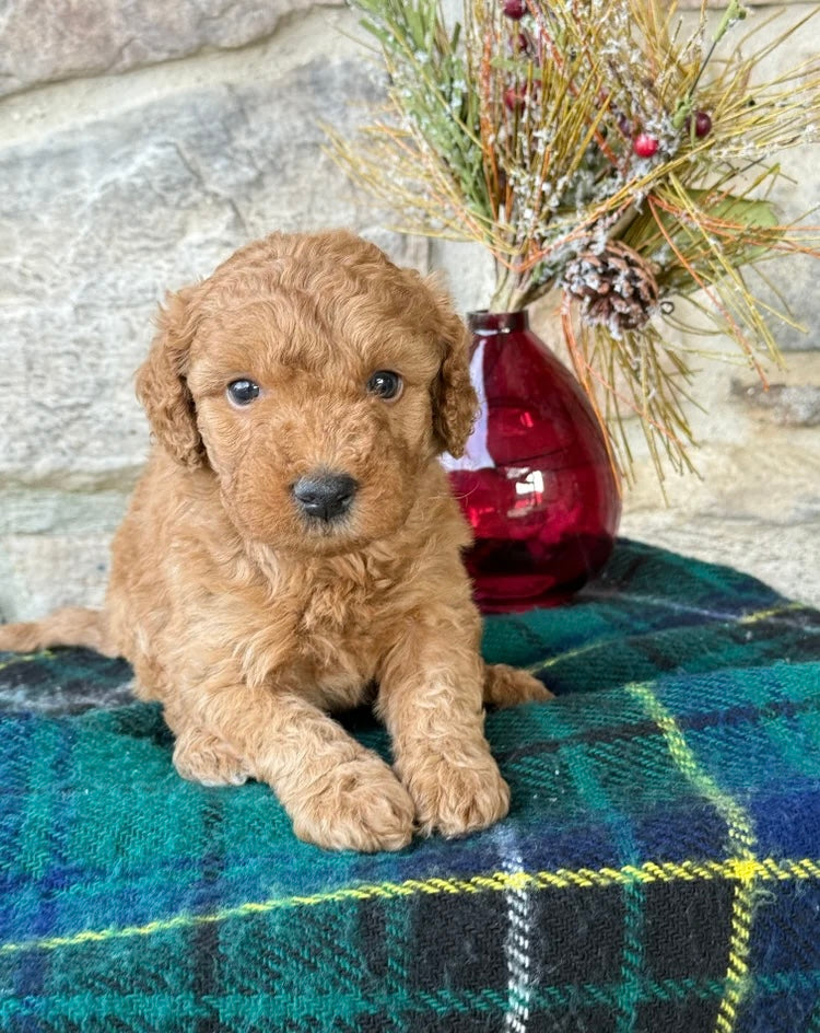 MINI GOLDENDOODLE MALE