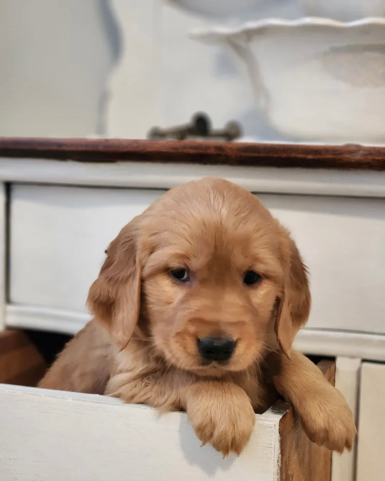 GOLDEN RETRIEVER MALE
