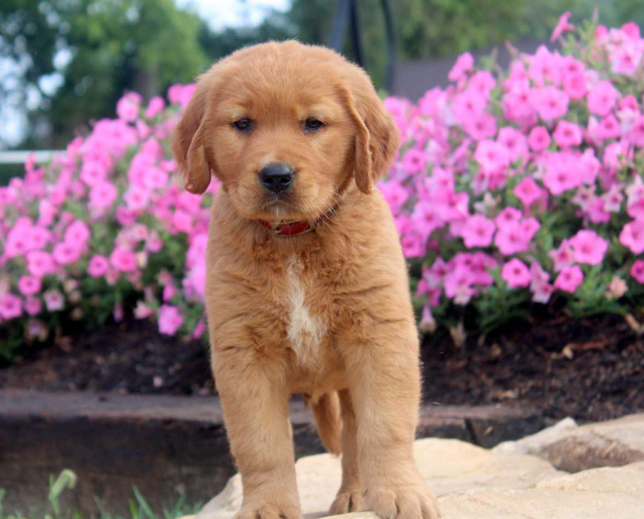 Golden Retriever MALE