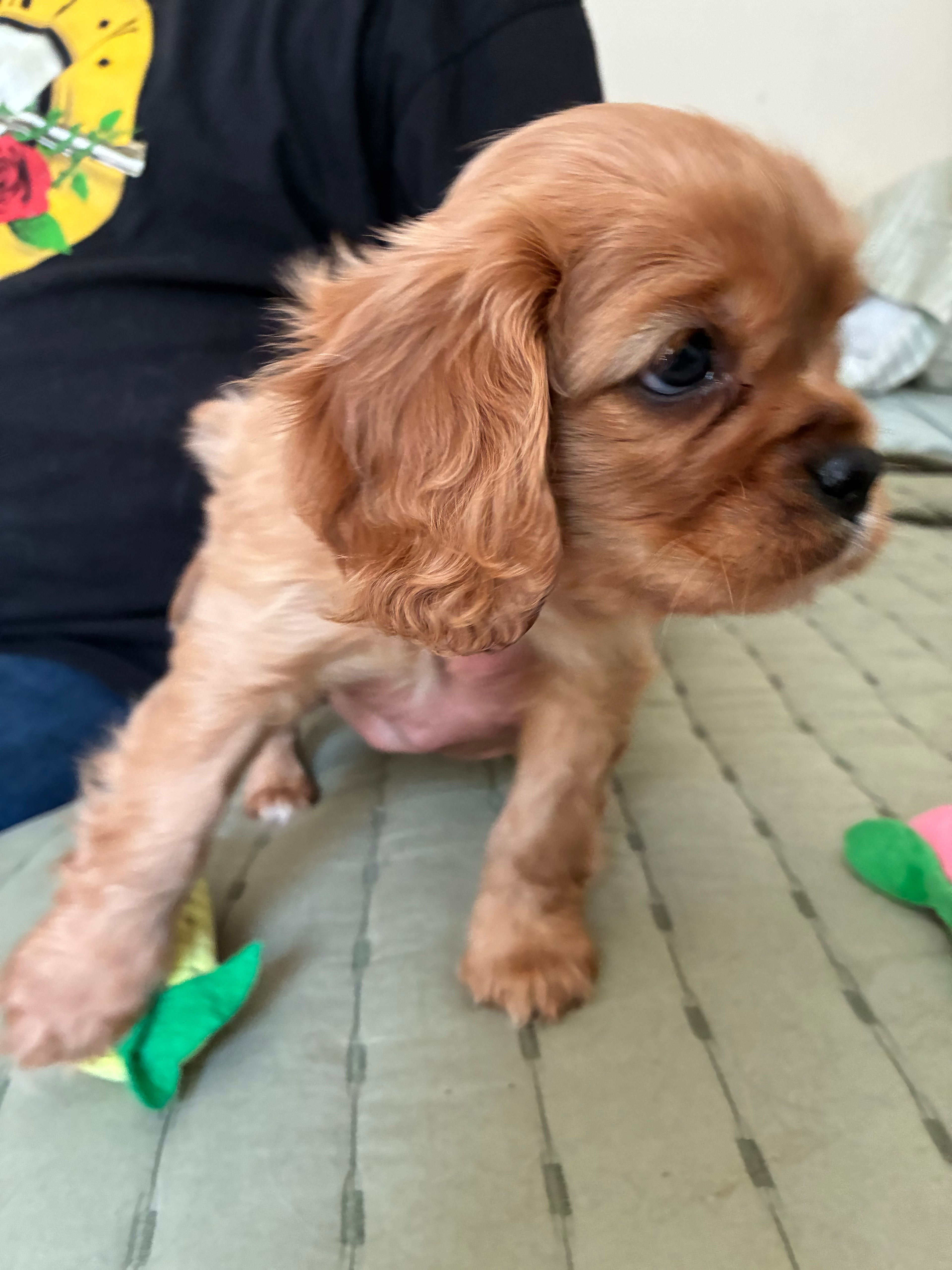 MALE King Charles cavalier