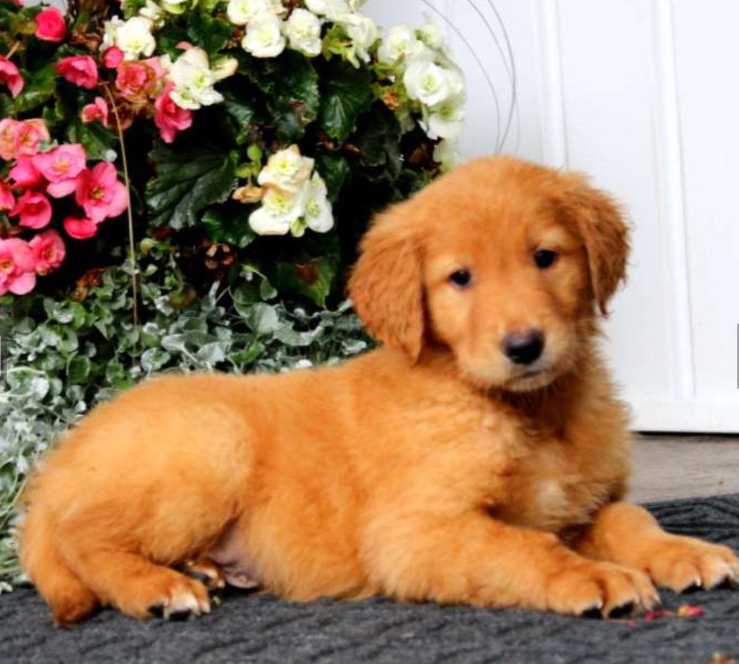 Golden Retriever MALE