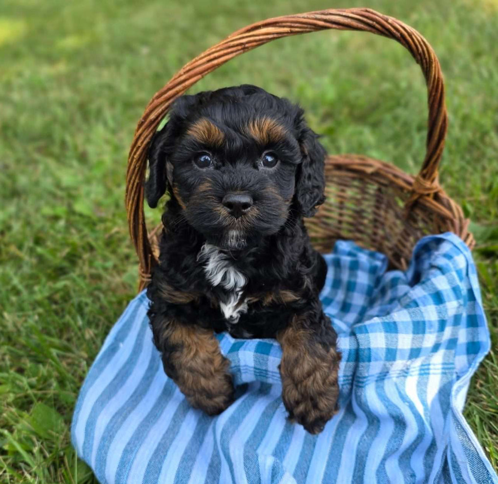 Cavapoo MALE