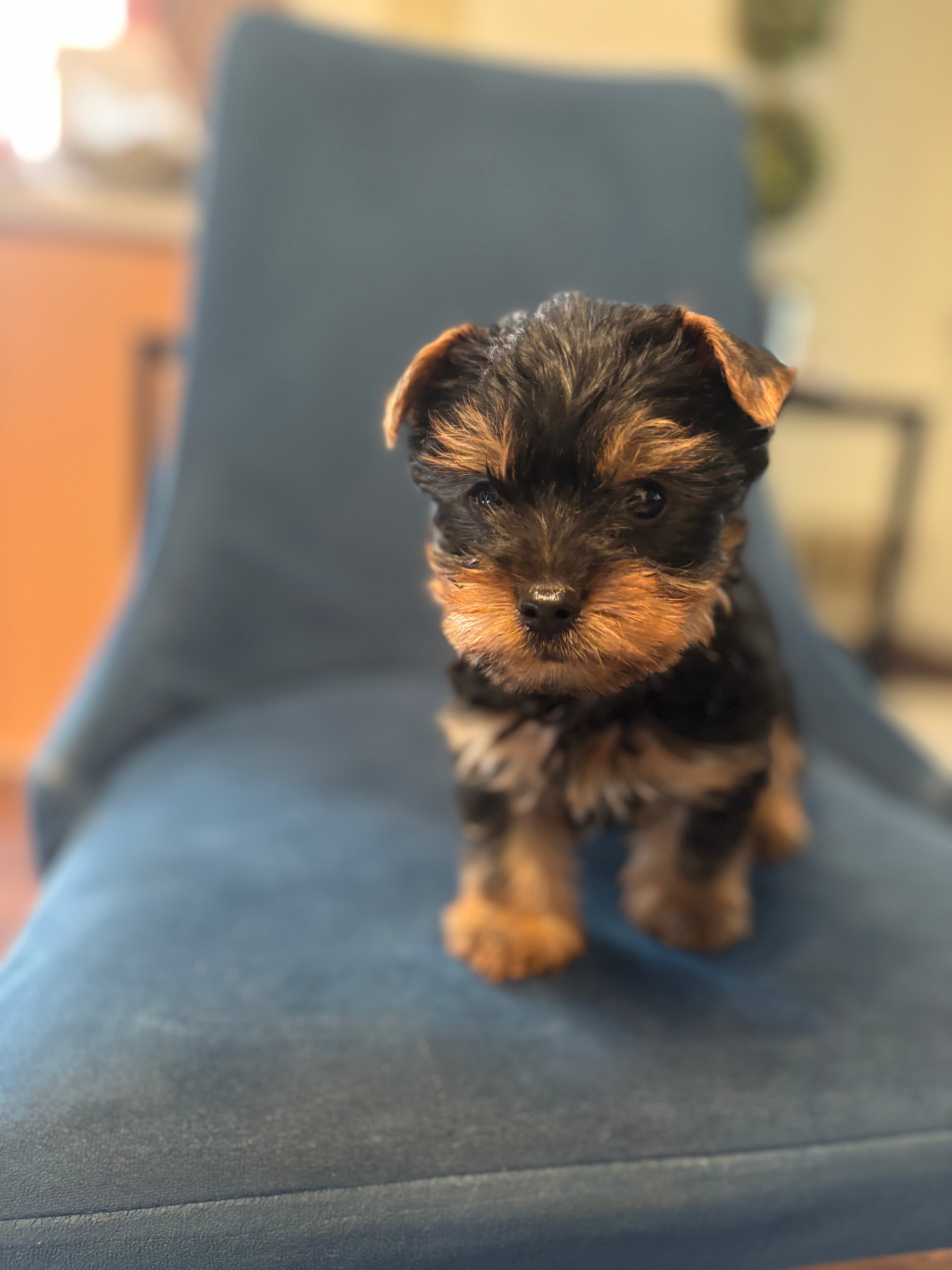 Yorkie Males & Females Available