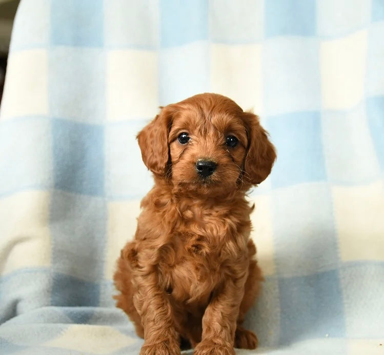 CAVAPOO MALE