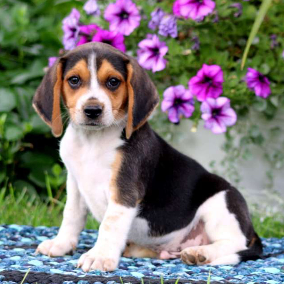 Beagle MALE