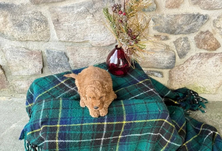 MINI GOLDENDOODLE MALE