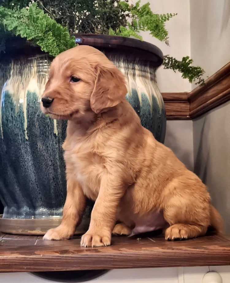 GOLDEN RETRIEVER MALE