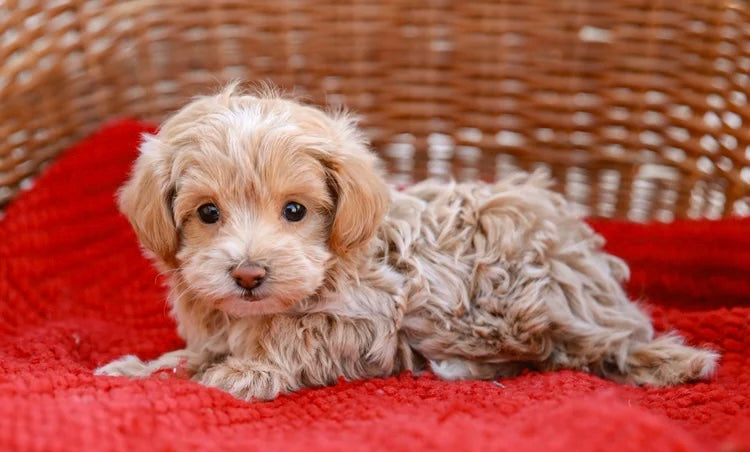 MALTIPOO MALE