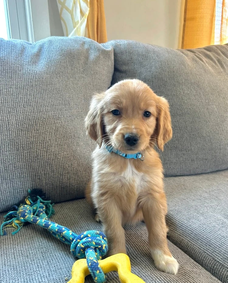 Golden Retriever Males & Females