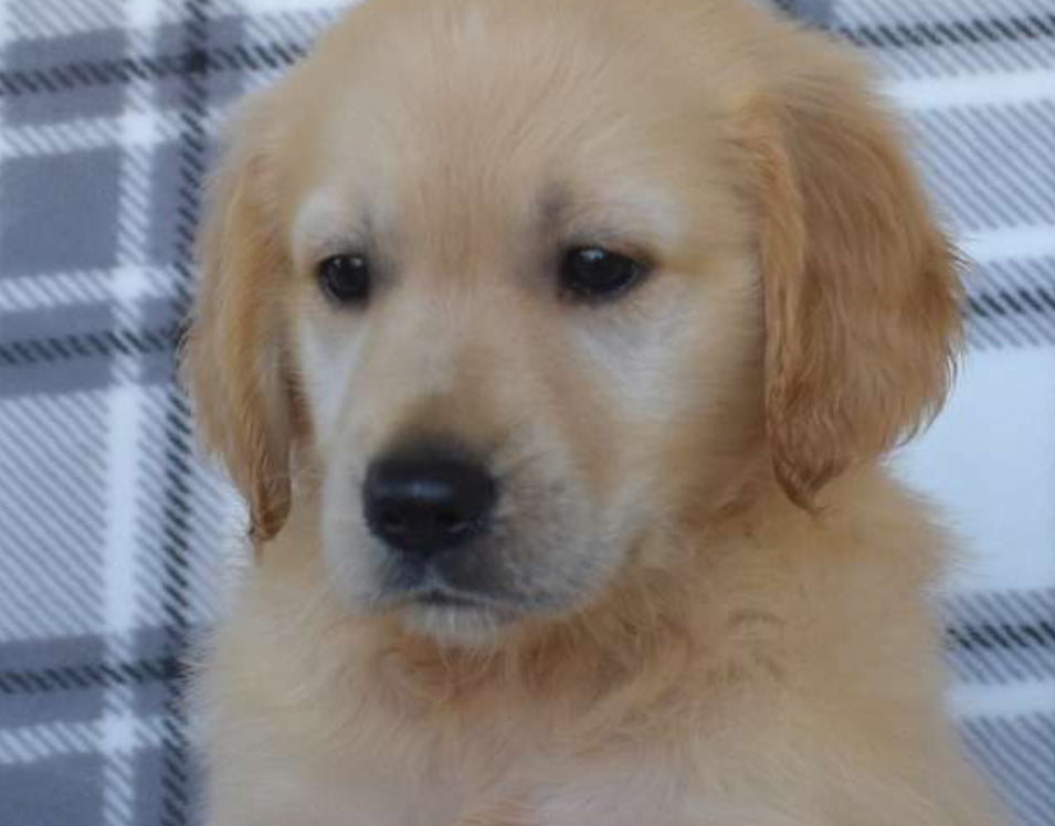 Golden Retriever MALE