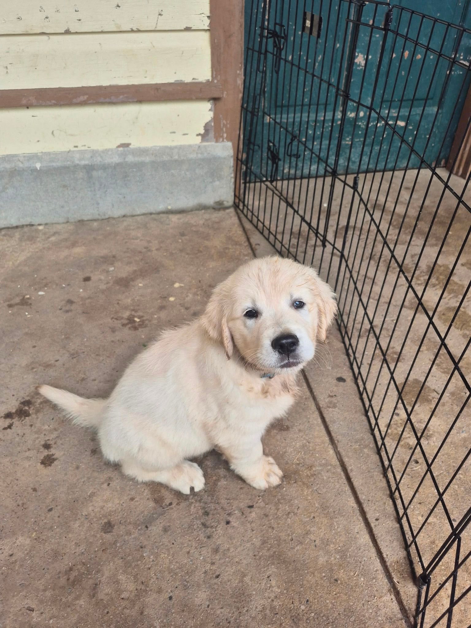 ENGLISH CREAM GOLDEN RETRIEVERS
