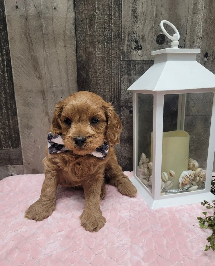 CAVAPOO MALE