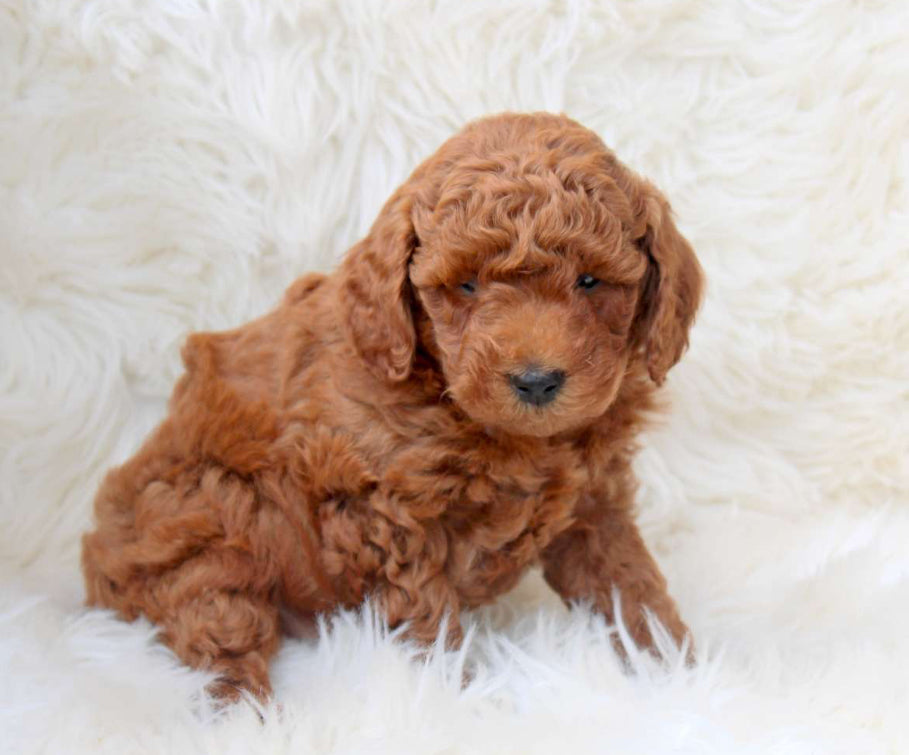 Toy poodle