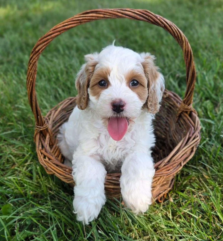 Cavapoo MALE