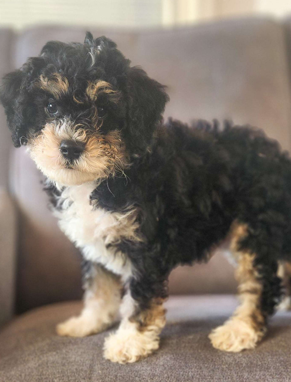 Mini Bernedoodle MALE