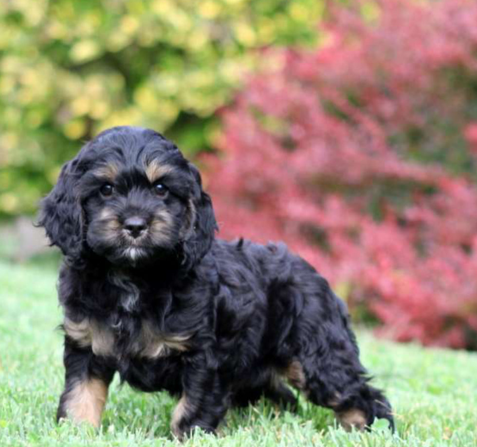 Cockapoo MALE