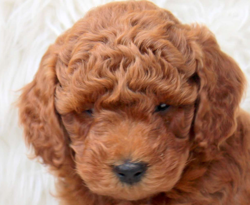 Toy poodle