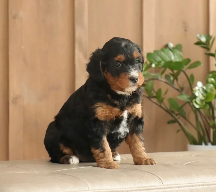 MINI BERNEDOODLE