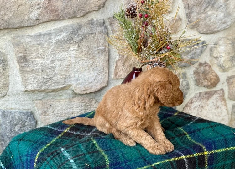 MINI GOLDENDOODLE MALE