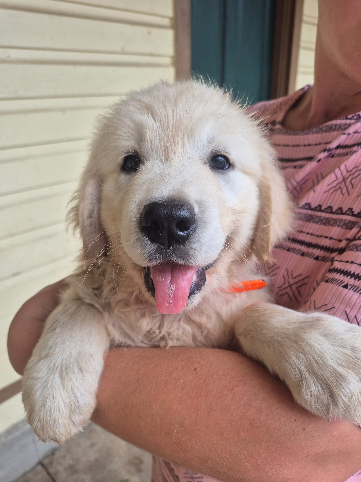 ENGLISH CREAM GOLDEN RETRIEVERS