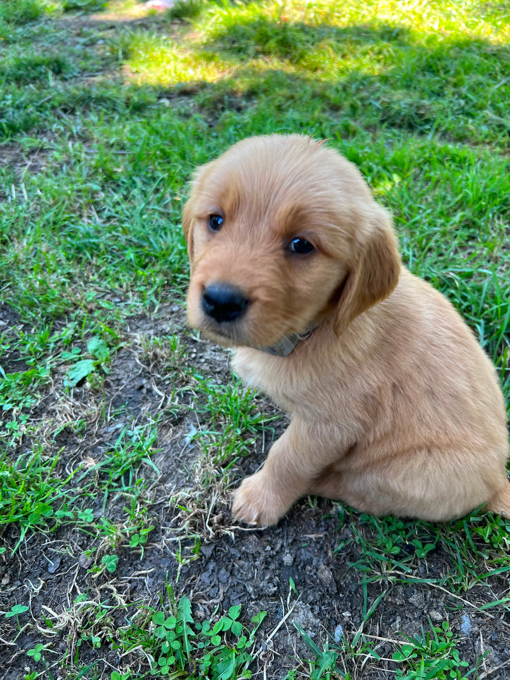 GOLDEN RETRIEVER MALE