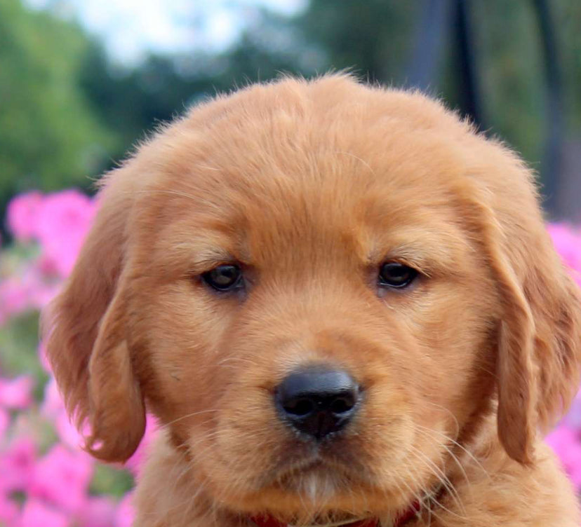 Golden Retriever MALE