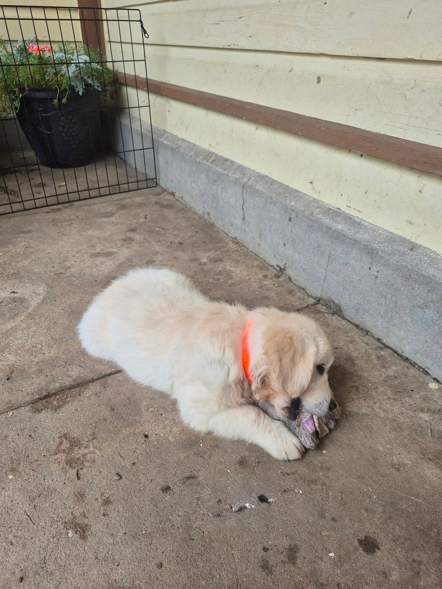 ENGLISH CREAM GOLDEN RETRIEVERS