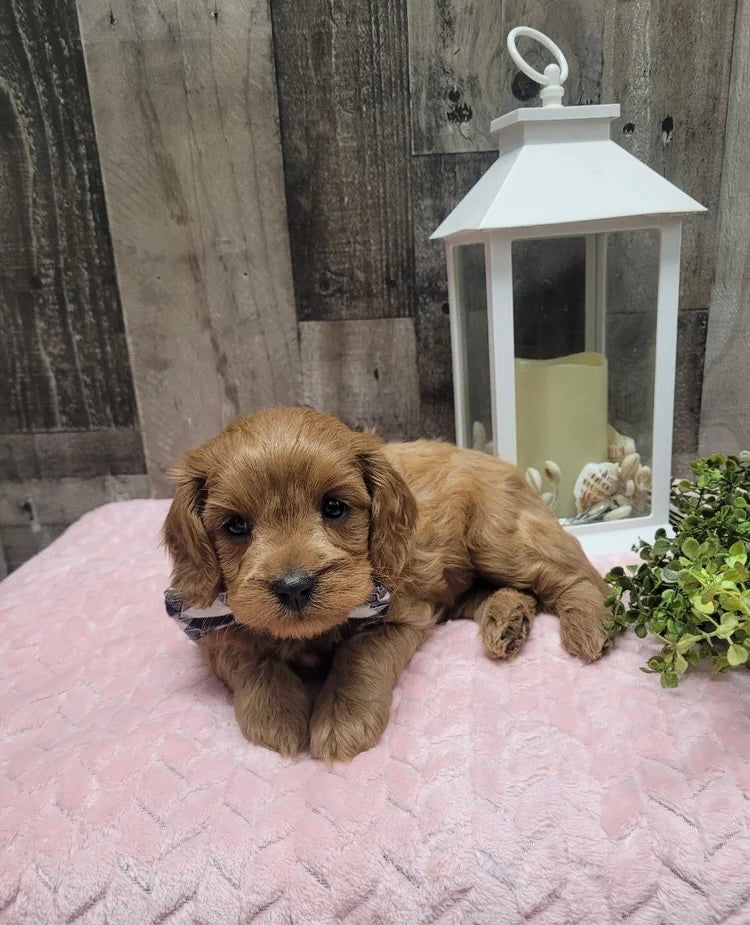 CAVAPOO MALE