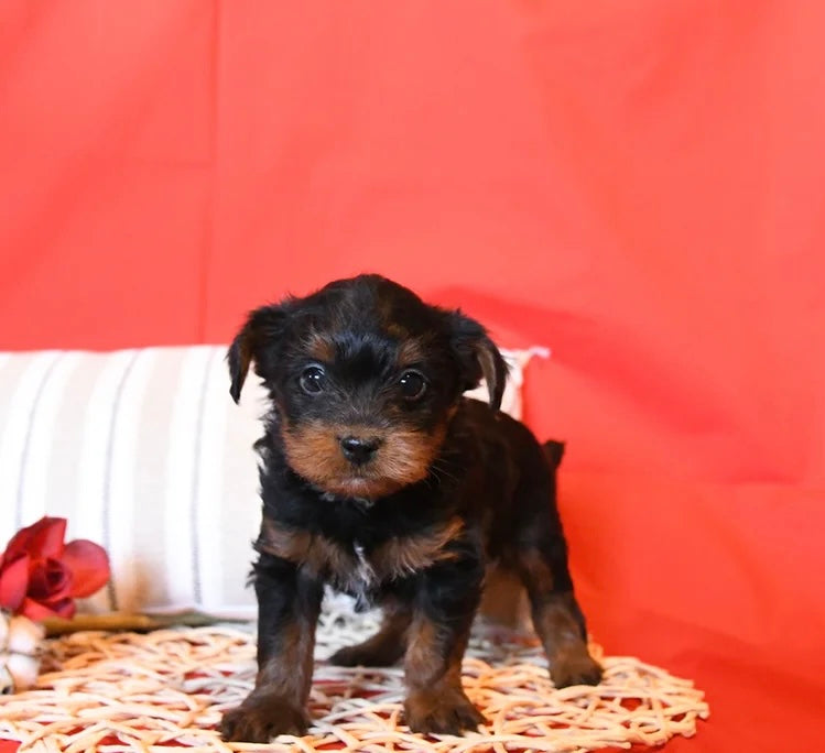 YORKIEPOO MALE