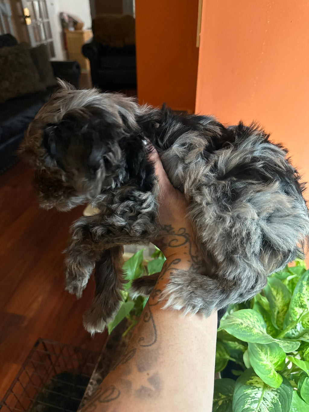 Merle cockapoo Male LAST ONE!