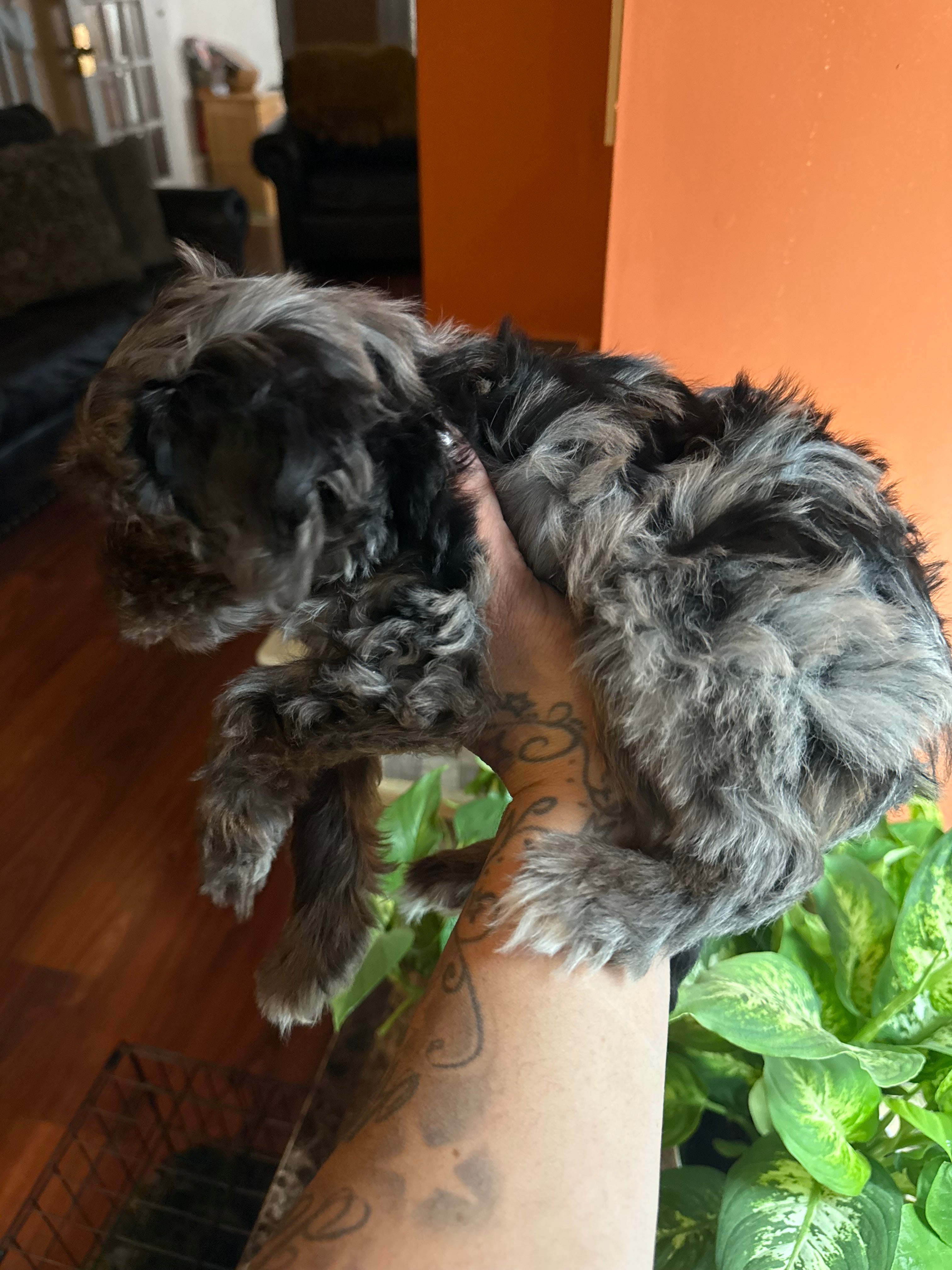 Merle cockapoo Male LAST ONE!