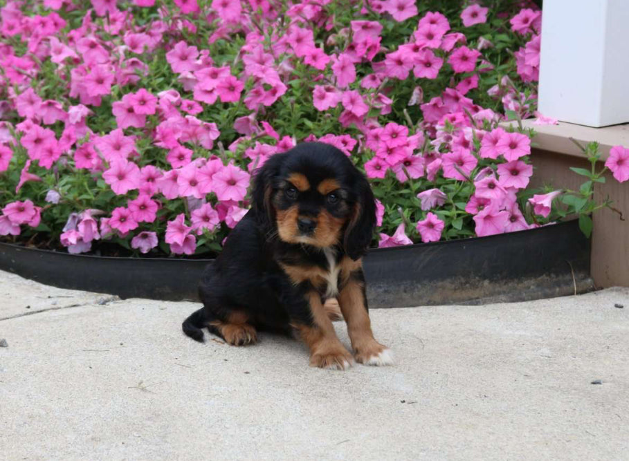 King Charles Cavalier Spaniel MALE