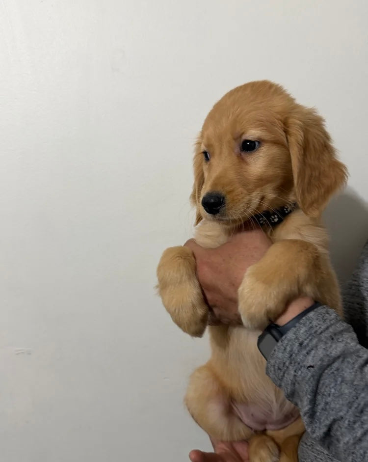 Golden Retriever Males & Females