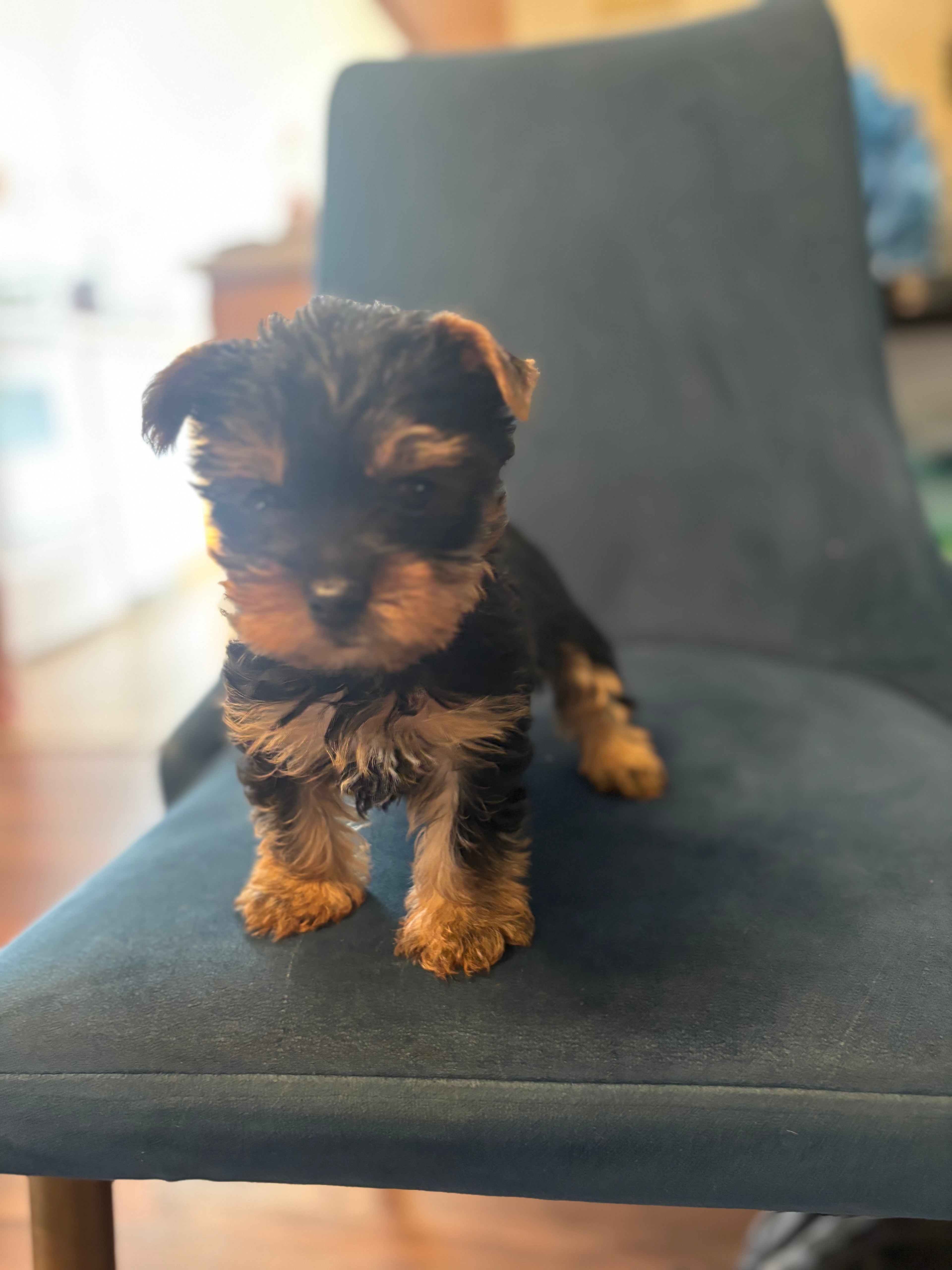 Yorkie Males & Females Available