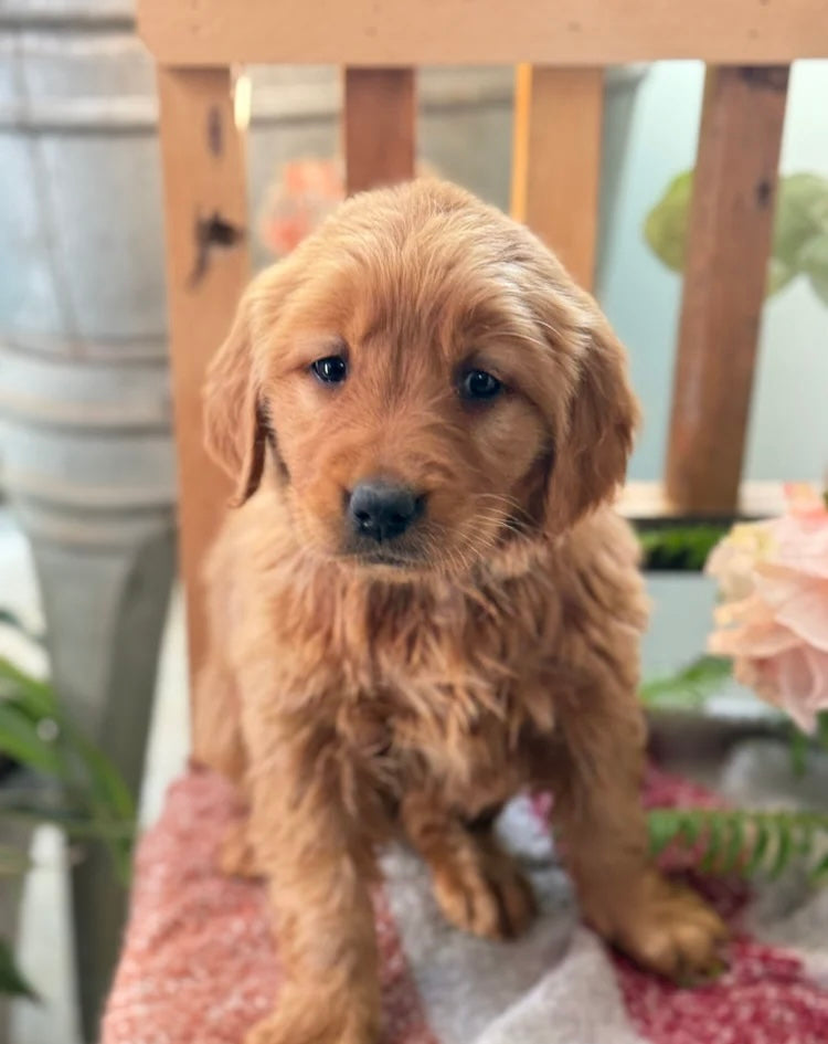 GOLDEN RETRIEVER FEMALE