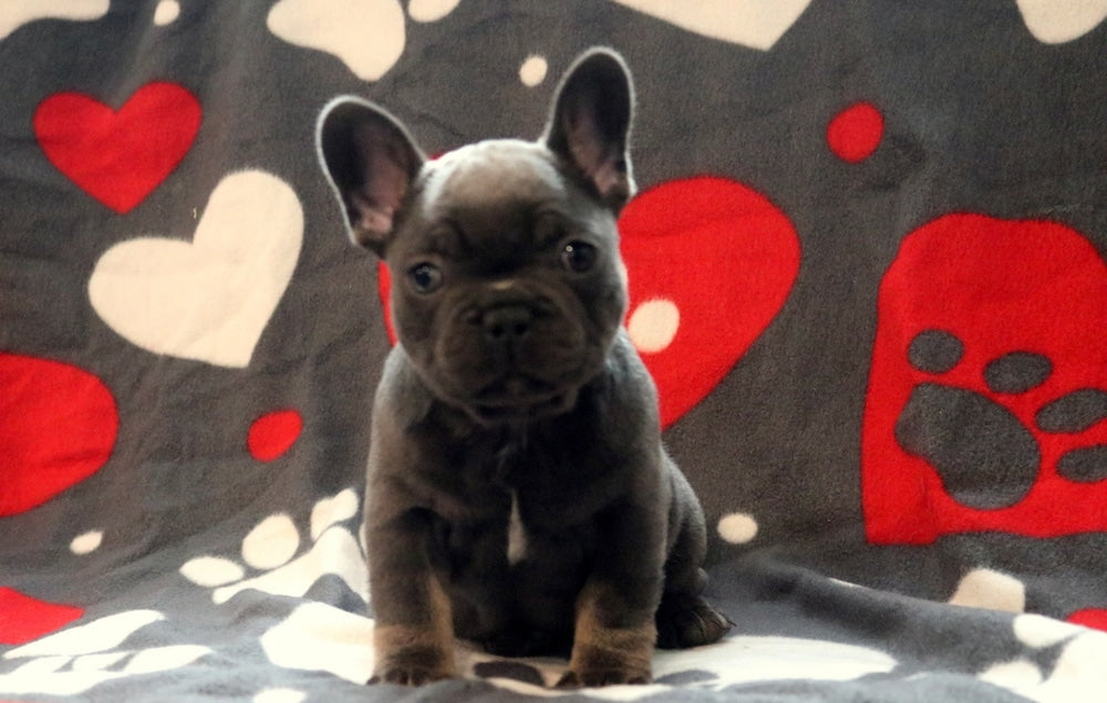 MALE FRENCH BULLDOG