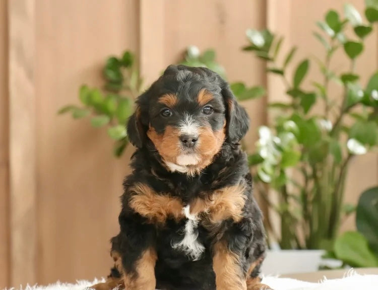 MINI BERNEDOODLE