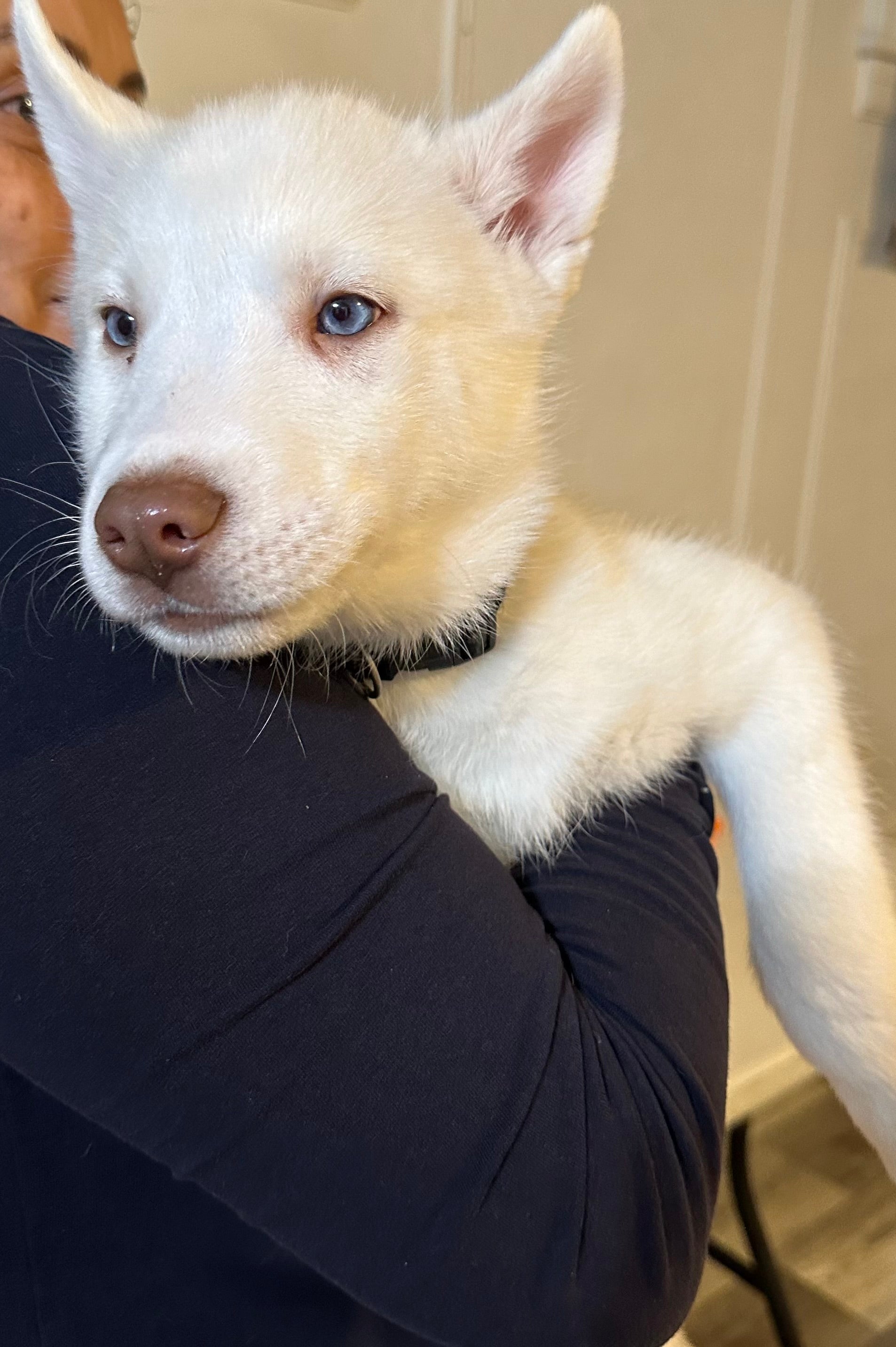 Siberian Husky Litter