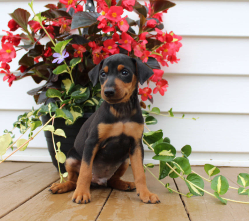 Mini Doberman Pinscher