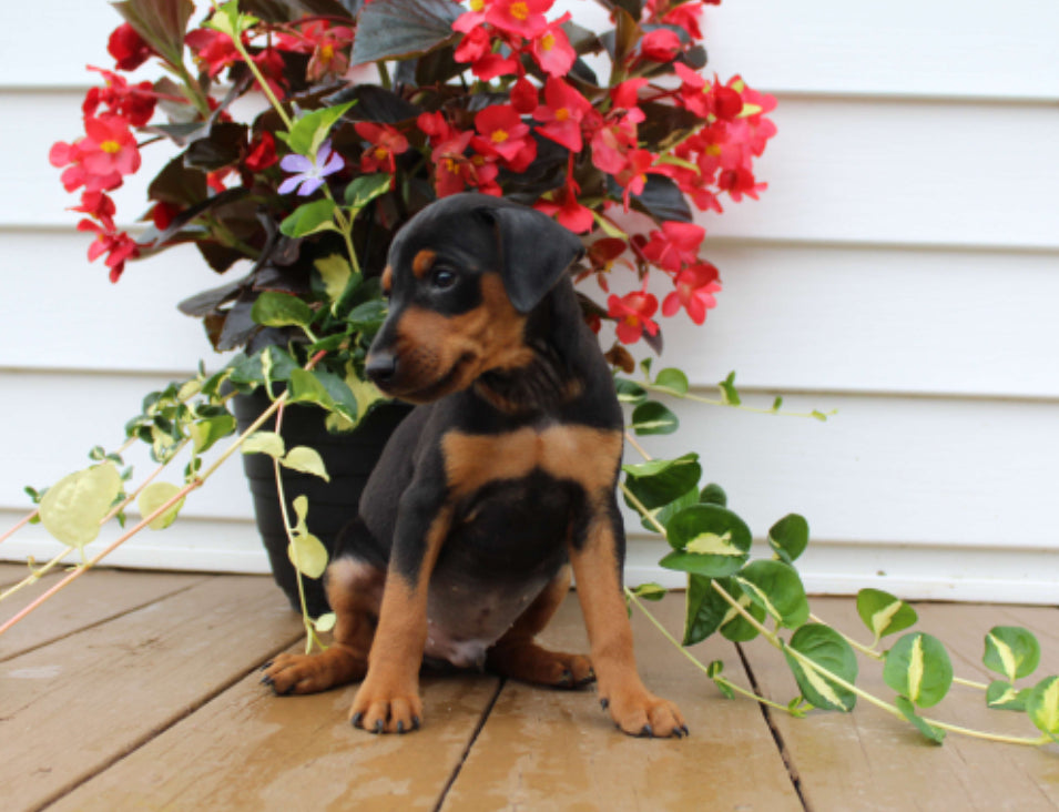 Mini Doberman Pinscher