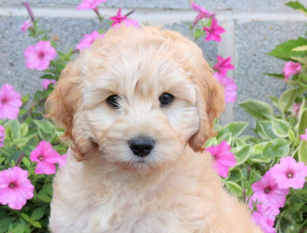 Cockapoo MALE