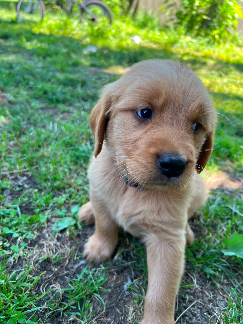 GOLDEN RETRIEVER MALE