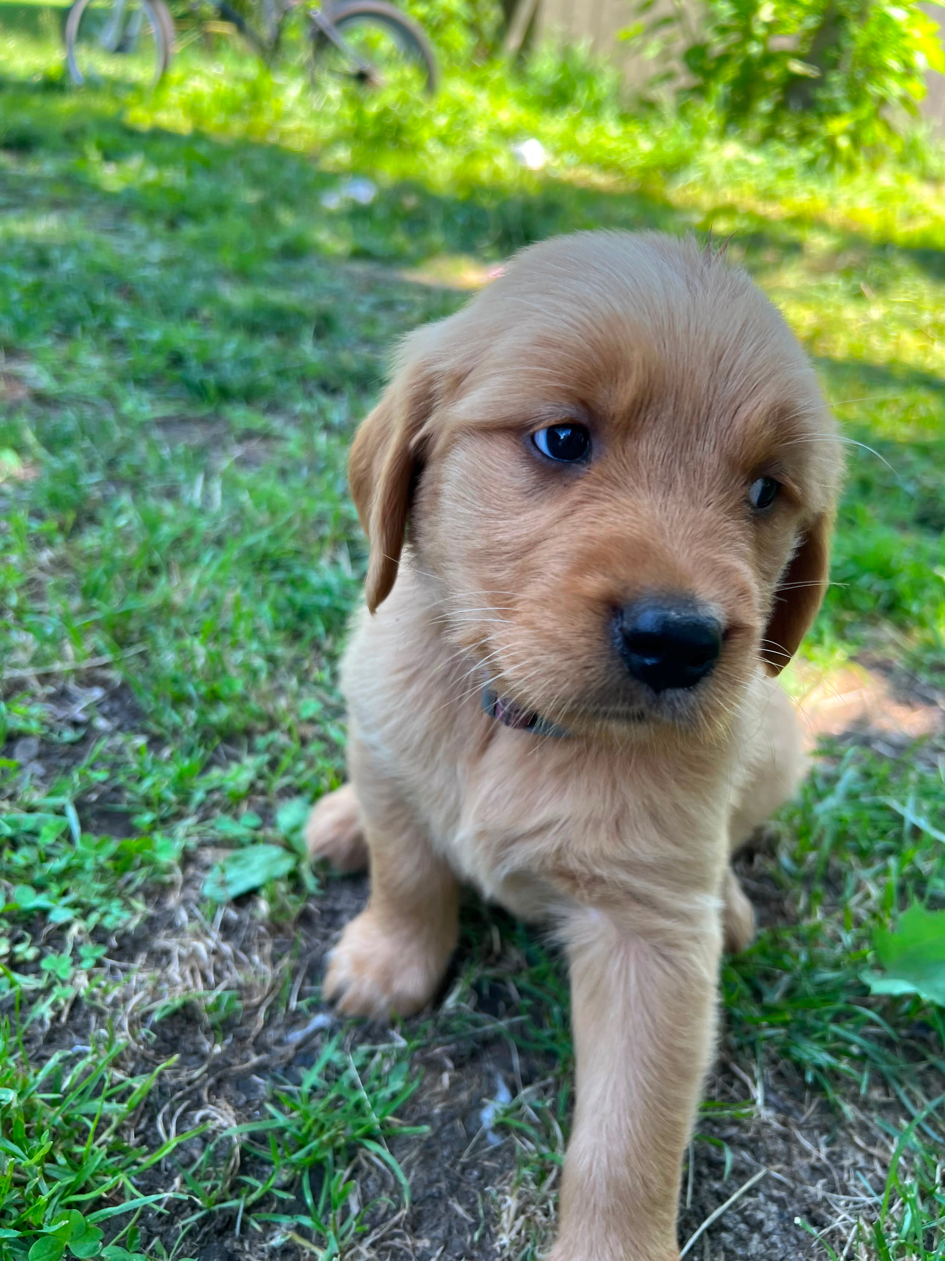 GOLDEN RETRIEVER MALE