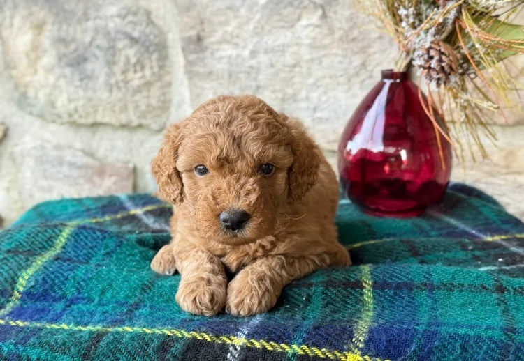 MINI GOLDENDOODLE MALE
