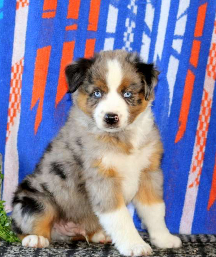 Mini Australian Shepherd MALE
