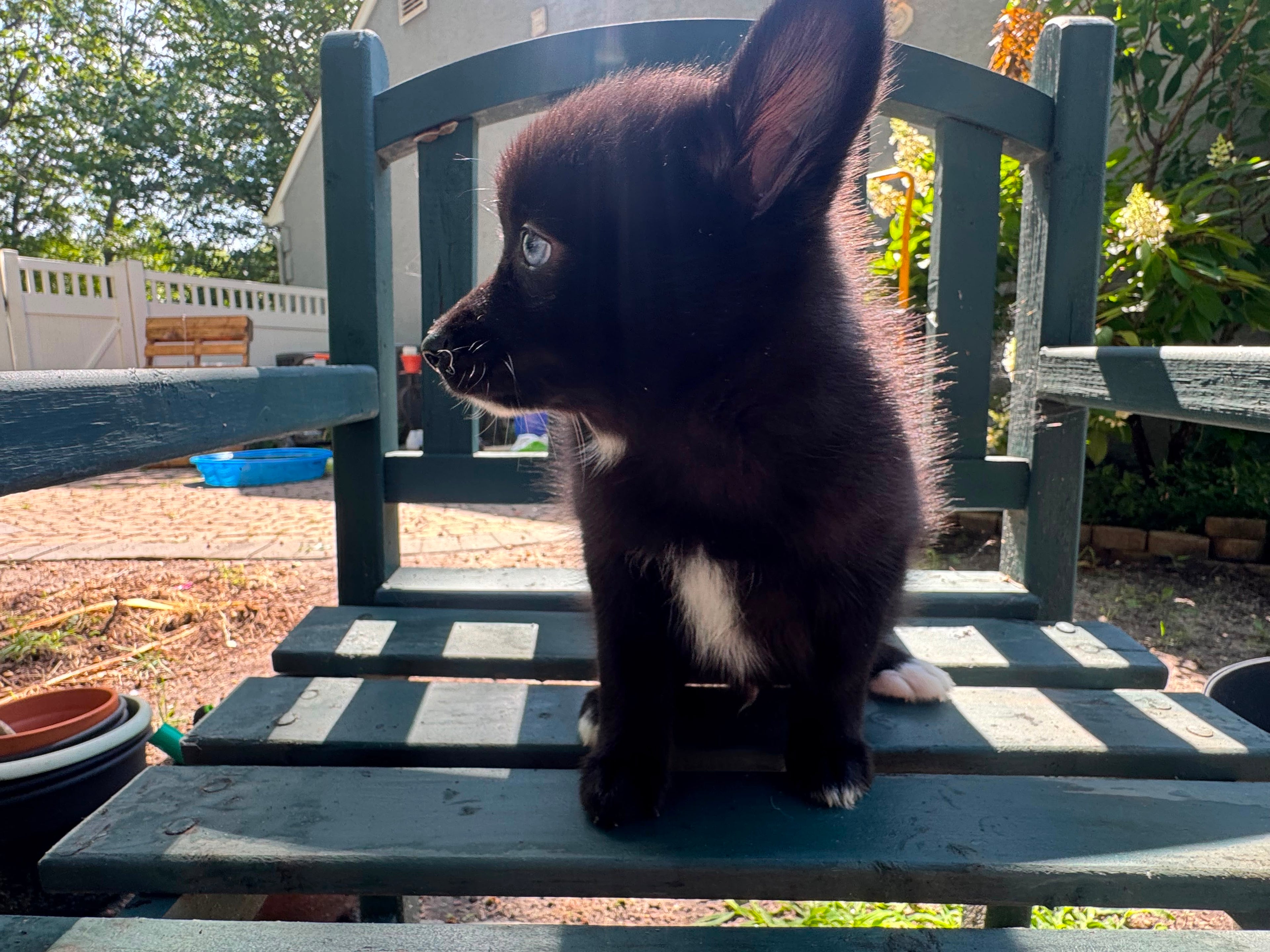 POMSKY MALE